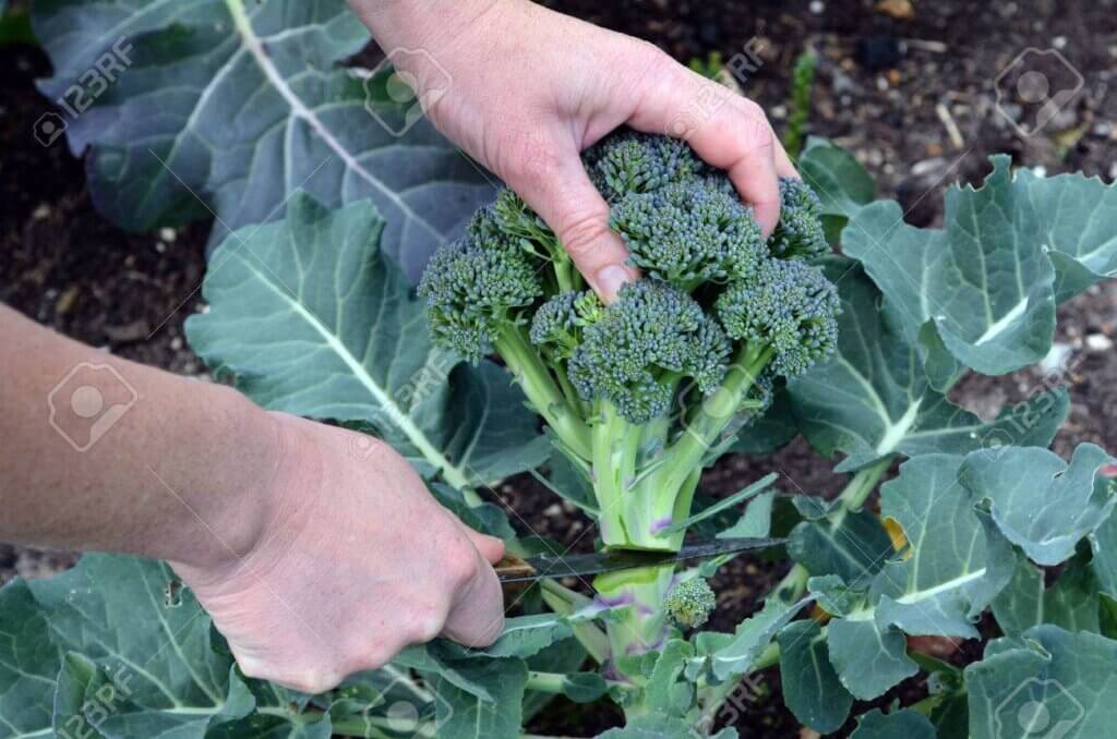 45675233 Woman Hands Cut A Fresh Broccoli Plant In The Garden 1024x678